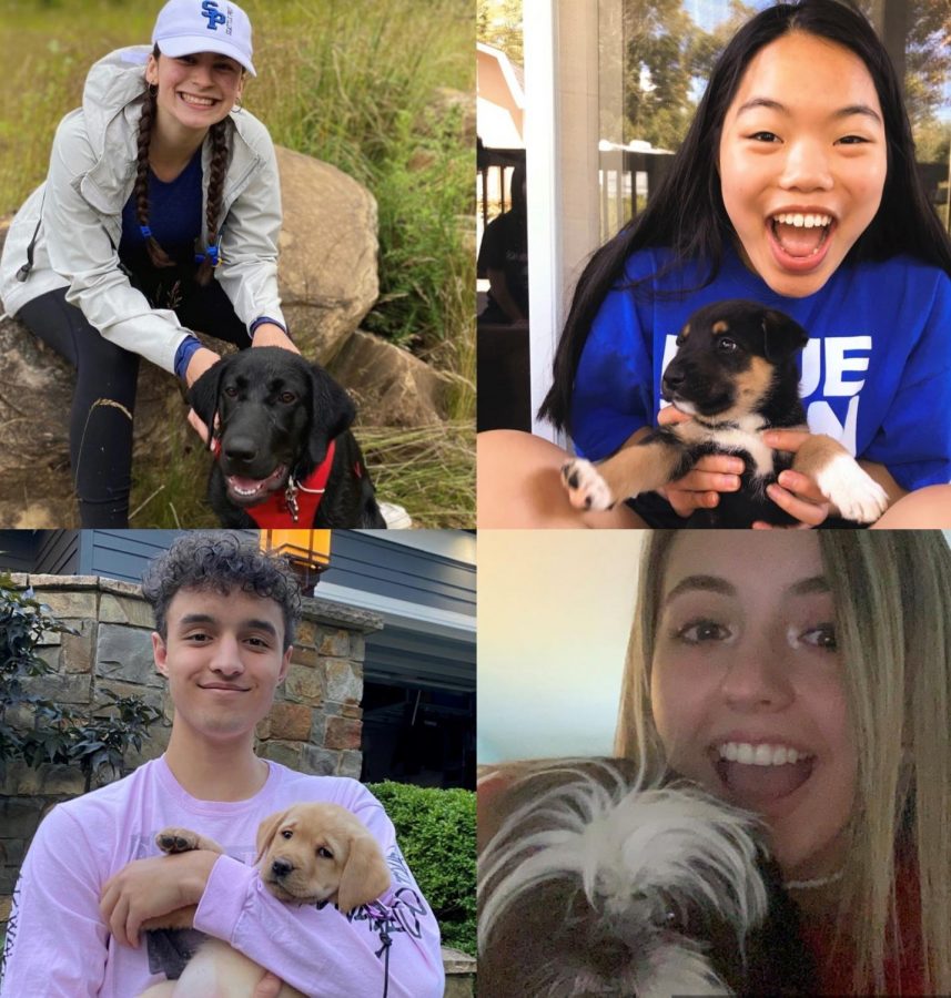 Prep students new dogs (Top Left: Daniela Castillo 22, Top Right: Megan Le 22, Bottom Left: Reed Johnson 22, Bottom Right: Kylee Bogle 22)