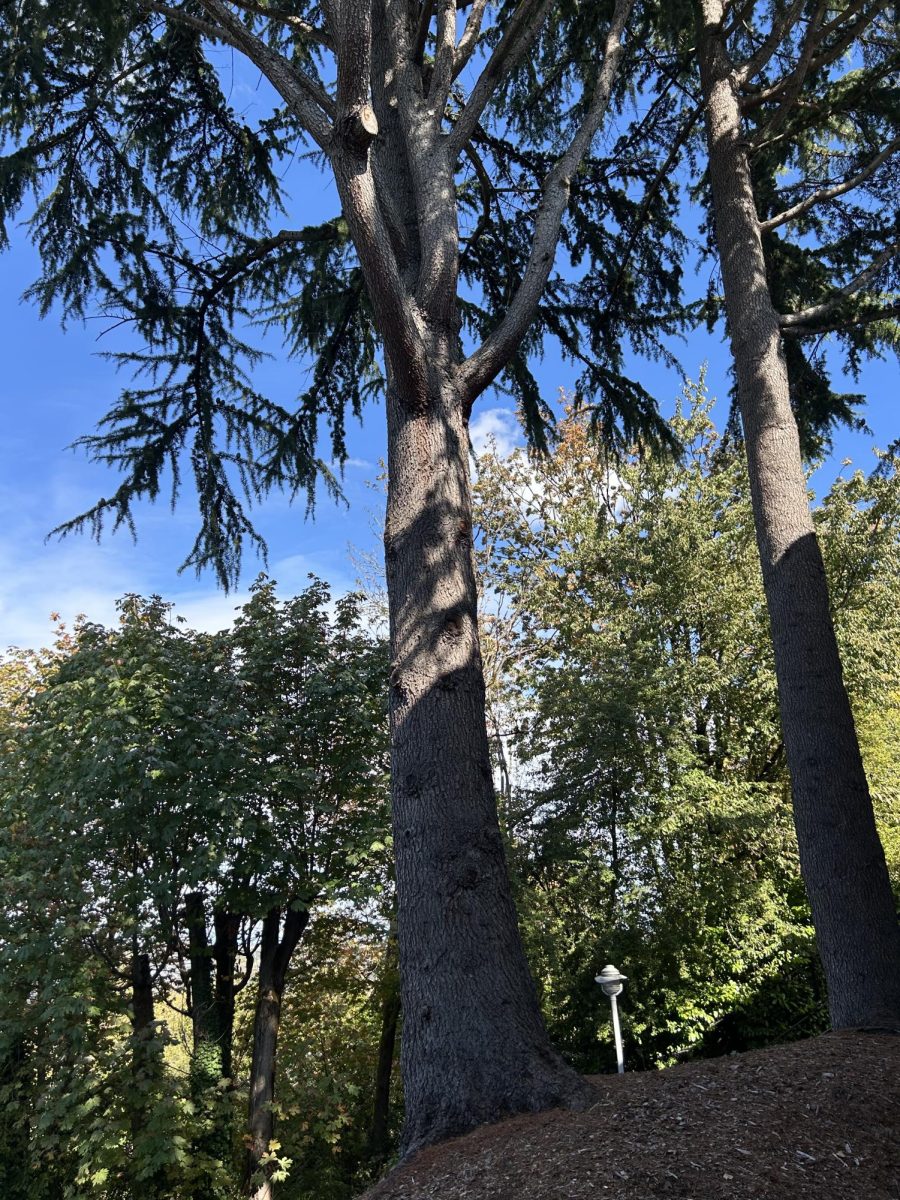 Atlas cedar trees outside of the entrance to the Merlino Center.